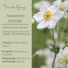 Anemone × hybrida ‘Honorine Jobert’- Japán szellőrózsa