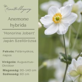   Anemone × hybrida ‘Honorine Jobert’- Japán szellőrózsa