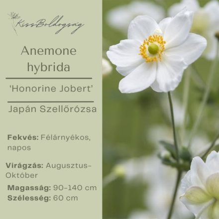 Anemone × hybrida ‘Honorine Jobert’- Japán szellőrózsa