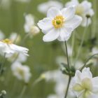 Anemone × hybrida ‘Honorine Jobert’- Japán szellőrózsa