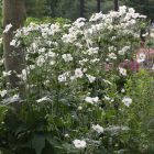 Anemone × hybrida ‘Honorine Jobert’- Japán szellőrózsa