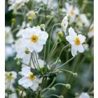 Anemone × hybrida ‘Honorine Jobert’- Japán szellőrózsa