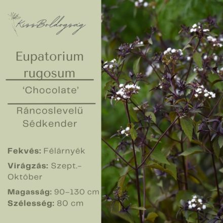 Eupatorium rugosum ‘Chocolate’- Ráncoslevelű sédkender
