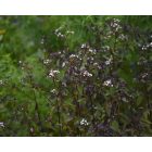 Eupatorium rugosum ‘Chocolate’- Ráncoslevelű sédkender