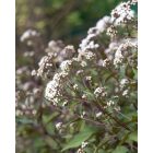 Eupatorium rugosum ‘Chocolate’- Ráncoslevelű sédkender