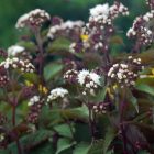 Eupatorium rugosum ‘Chocolate’- Ráncoslevelű sédkender