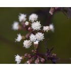 Eupatorium rugosum ‘Chocolate’- Ráncoslevelű sédkender