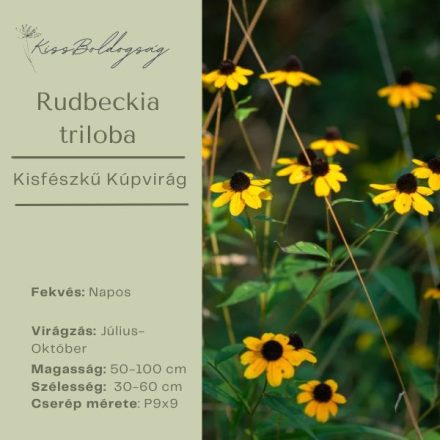 Rudbeckia triloba - Kisfészkű kúpvirág