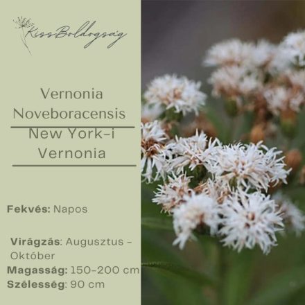 Vernonia Noveboracensis 'White Lightning' – Óriás Vernon-virág- fehér