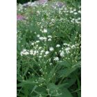 Vernonia Noveboracensis 'White Lightning' – Óriás Vernon-virág- fehér