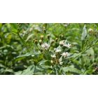 Vernonia Noveboracensis 'White Lightning' – Óriás Vernon-virág- fehér