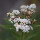 Vernonia Noveboracensis 'White Lightning' – Óriás Vernon-virág- fehér