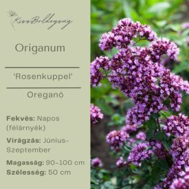 Origanum ‘Rosenkuppel’ -  Dísz Oregano