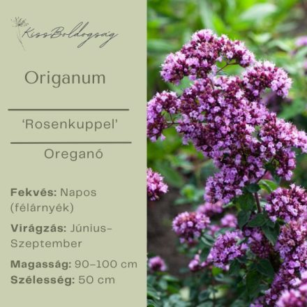 Origanum ‘Rosenkuppel’ -  Dísz Oregano