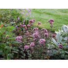 Origanum ‘Rosenkuppel’ -  Dísz Oregano