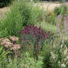 Origanum ‘Rosenkuppel’ -  Dísz Oregano