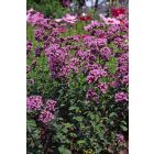 Origanum ‘Rosenkuppel’ -  Dísz Oregano