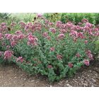 Origanum ‘Rosenkuppel’ -  Dísz Oregano