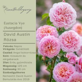 Eustacia Vye (Ausegdon)- Angol bokorrózsa