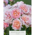 Eustacia Vye (Ausegdon)- Angol bokorrózsa