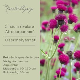 Cirsium rivulare ‘Atropurpureum’ - Csermelyaszat
