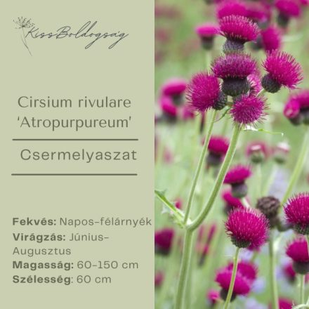 Cirsium rivulare ‘Atropurpureum’ - Csermelyaszat