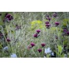 Cirsium rivulare ‘Atropurpureum’ - Csermelyaszat