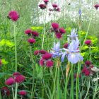 Cirsium rivulare ‘Atropurpureum’ - Csermelyaszat