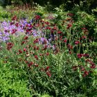 Cirsium rivulare ‘Atropurpureum’ - Csermelyaszat