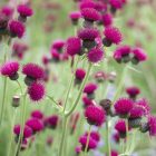 Cirsium rivulare ‘Atropurpureum’ - Csermelyaszat