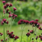Cirsium rivulare ‘Atropurpureum’ - Csermelyaszat