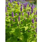  AGASTACHE rugosa Golden Jubilee- Izsópfű