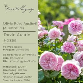 Olivia Rose  Austin (Ausmixture)- Angol bokor rózsa