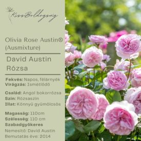Olivia Rose  Austin (Ausmixture)- Angol bokor rózsa