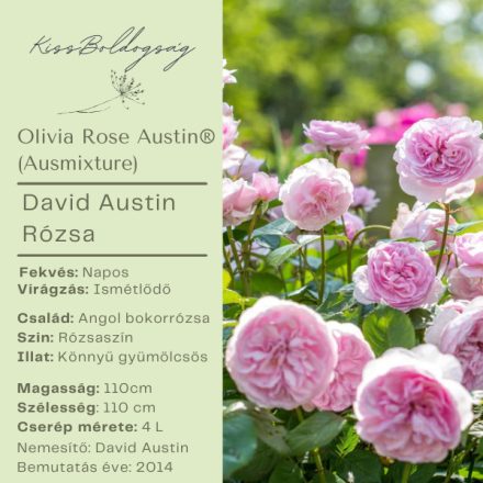 Olivia Rose  Austin (Ausmixture)- Angol bokor rózsa