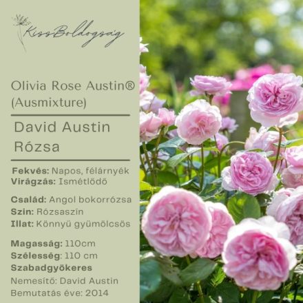 Olivia Rose  Austin (Ausmixture)- Angol bokor rózsa