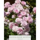 Olivia Rose  Austin (Ausmixture)- Angol bokor rózsa
