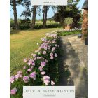 Olivia Rose  Austin (Ausmixture)- Angol bokor rózsa