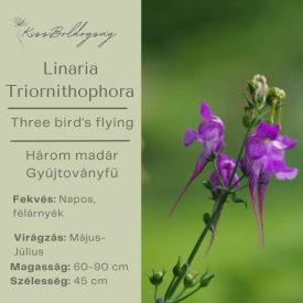   Linaria triornithophora Three bird's flying - Három madár Gyújtoványfű