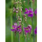 Linaria triornithophora Three bird's flying - Három madár Gyújtoványfű