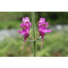 Linaria triornithophora Three bird's flying - Három madár Gyújtoványfű