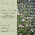Althea Cannabina - Kender Zilíz
