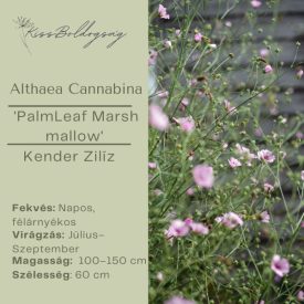Althea Cannabina - Kender Zilíz