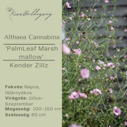 Althea Cannabina - Kender Zilíz