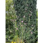 Althea Cannabina - Kender Zilíz