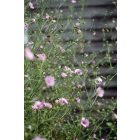 Althea Cannabina - Kender Zilíz