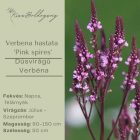 Verbena Hastata 'Pink spires' -  Dúsvirágú Verbéna