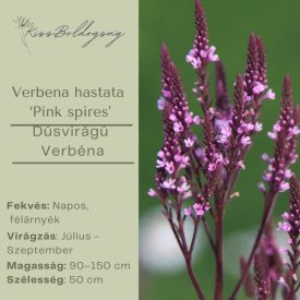  Verbena Hastata 'Pink spires' -  Dúsvirágú Verbéna