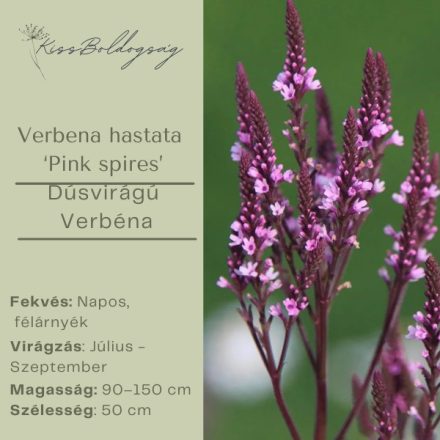Verbena Hastata 'Pink spires' -  Dúsvirágú Verbéna