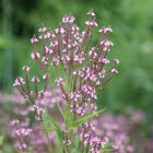 Verbena Hastata 'Pink spires' -  Dúsvirágú Verbéna